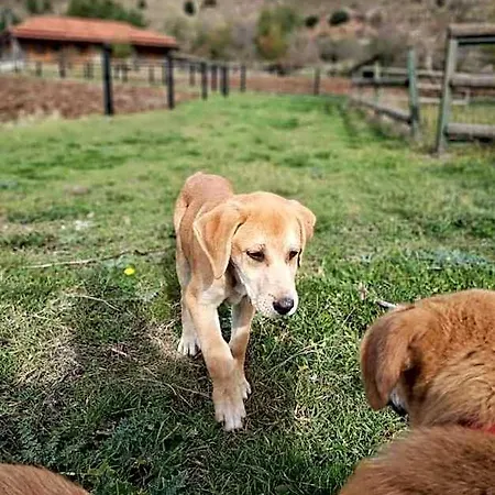 Orias & Farm