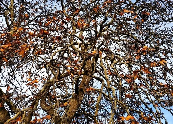 Orias & Farm 3* Kalavryta