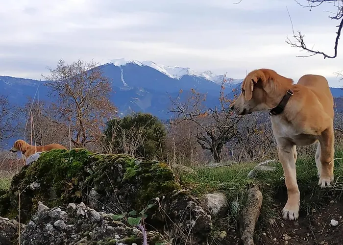 Orias & Farm מלון