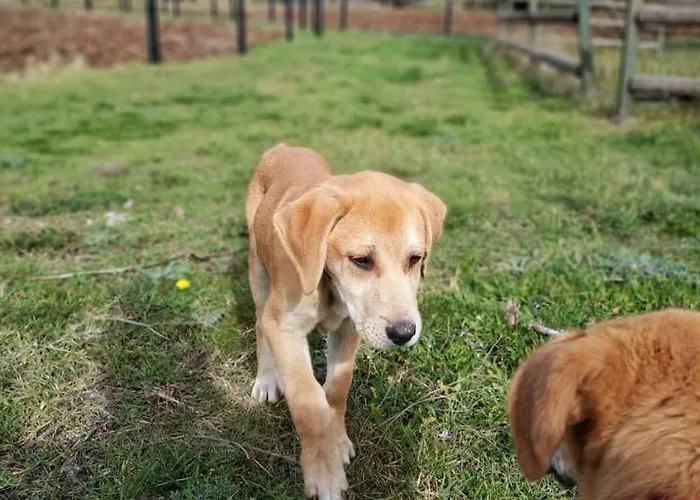 Orias & Farm 3* Kalavryta